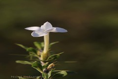 Barleria noctiflora